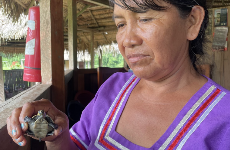  Una integrante de Sani Warmi sostiene una cría de tortuga charapa, para el programa de redoblamiento. Foto: Ana Cristina Alvarado 